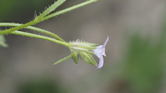 Gilia stellata