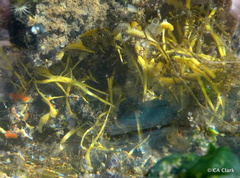 Halichondria bowerbanki