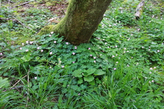 Oxalis oregana