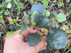 Ribes viburnifolium