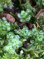 Plagiomnium venustum