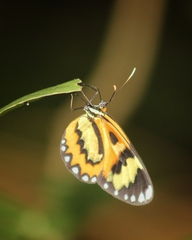 Placidina euryanassa