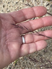 Muhlenbergia microsperma