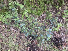 Ribes viburnifolium