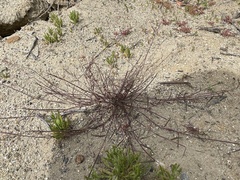 Muhlenbergia microsperma