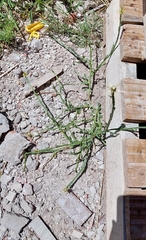 Centaurea solstitialis