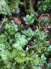 Plagiomnium venustum