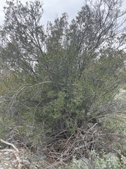 Pleradenophora bilocularis