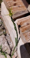 Centaurea solstitialis