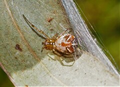 Theridion pyramidale