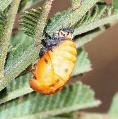 Harmonia conformis