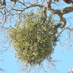 Phoradendron villosum