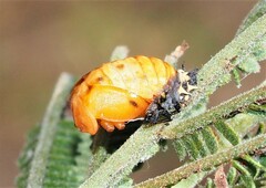 Harmonia conformis