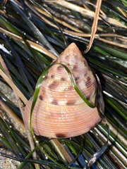 Calliostoma gloriosum