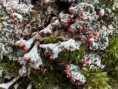 Cladonia incrassata