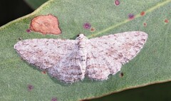 Phelotis cognata
