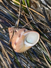 Calliostoma gloriosum