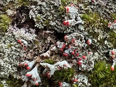 Cladonia incrassata