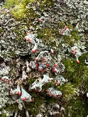 Cladonia incrassata