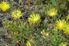 Malephora lutea