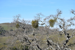 Phoradendron villosum