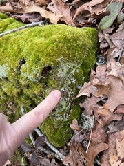 Cladonia incrassata
