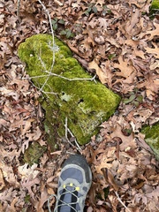 Cladonia incrassata