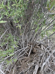 Pleradenophora bilocularis