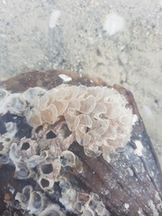 Fasciolaria