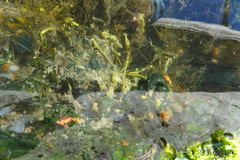 Halichondria bowerbanki