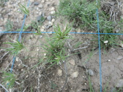 Dasyochloa pulchella