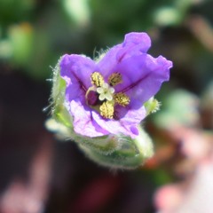 Erodium brachycarpum