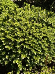 Veronica diosmifolia