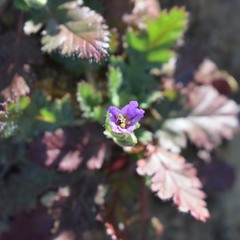 Erodium brachycarpum