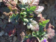 Erodium brachycarpum