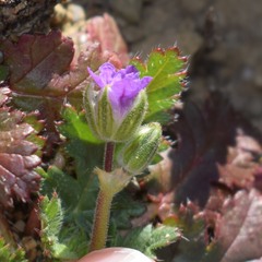 Erodium brachycarpum