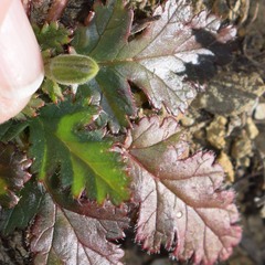 Erodium brachycarpum