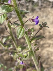 Sairocarpus pusillus