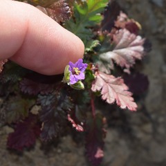 Erodium brachycarpum