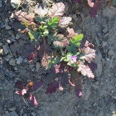 Erodium brachycarpum