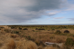 Poodytes punctatus punctatus