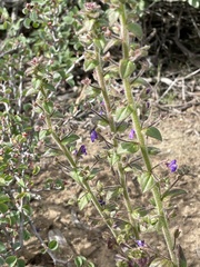 Sairocarpus pusillus