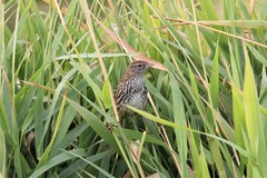 Poodytes punctatus punctatus