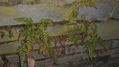 Asplenium adiantum-nigrum