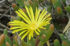 Malephora lutea
