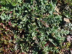 Erodium brachycarpum