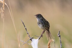 Poodytes punctatus punctatus
