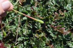 Erodium brachycarpum