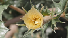 Mentzelia hirsutissima