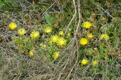 Malephora lutea
